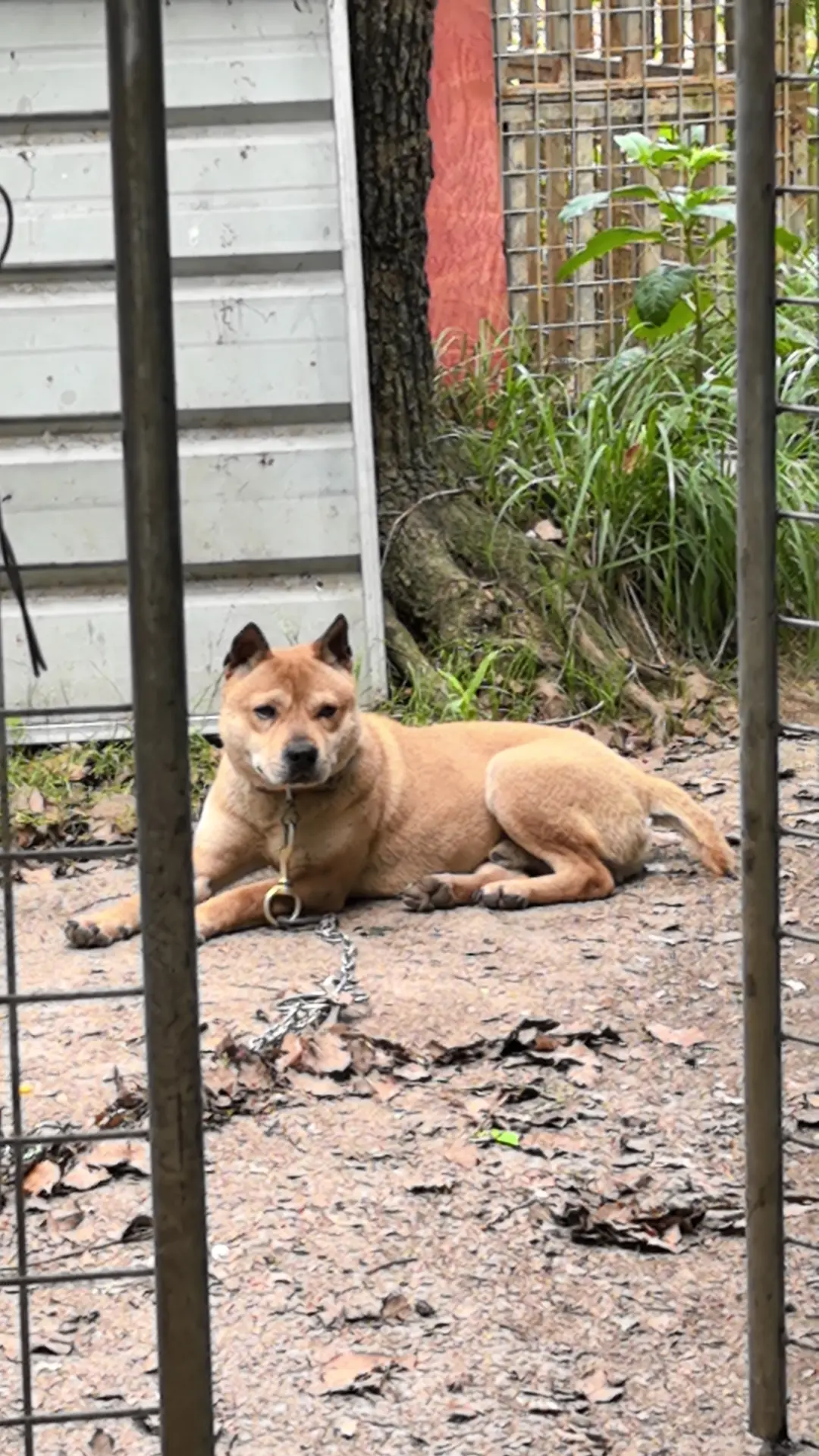 土狗