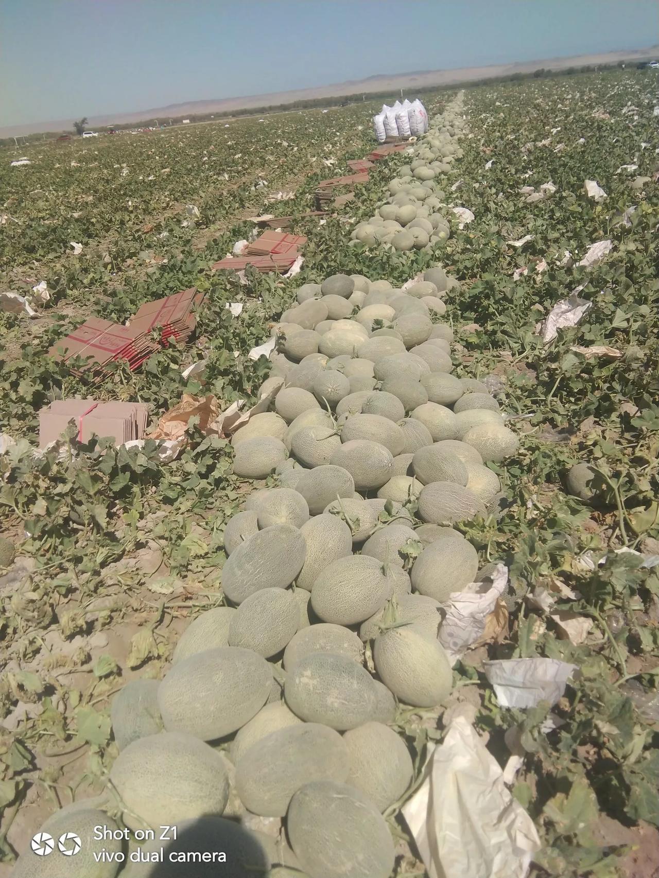 #晒晒我家乡的秋日风光# 
秋凉了，正在摘瓜。
