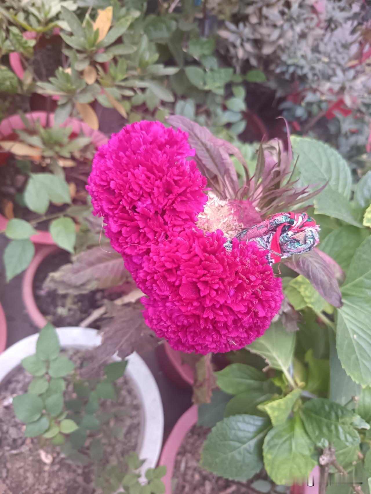 年年顺顺利利，求下联
季季花花绿绿