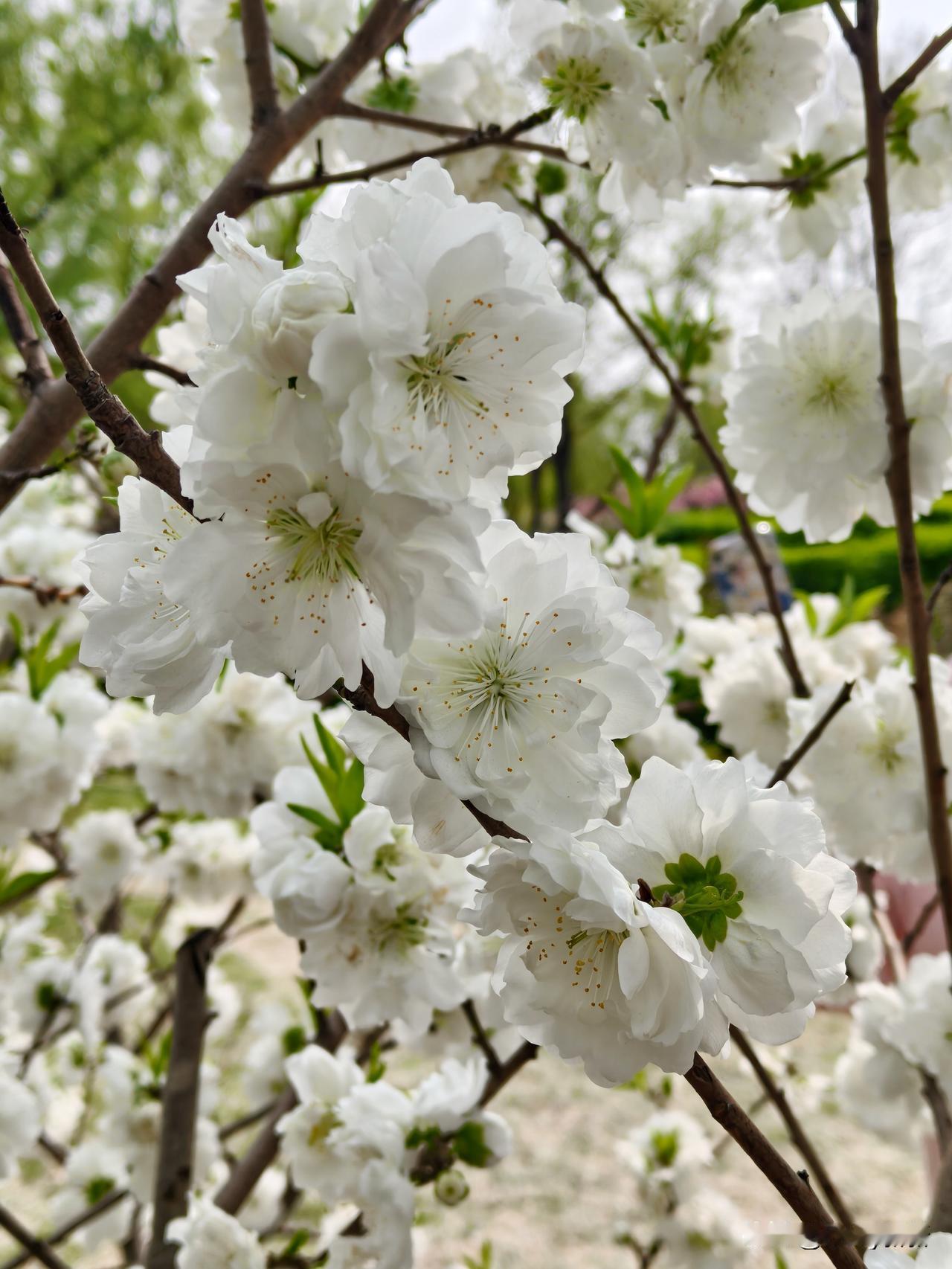 七律·欧洲李
素蕊凝霜缀满枝，东风初暖绽芳时。
千丛雪影凝清露，一片冰心映碧池。