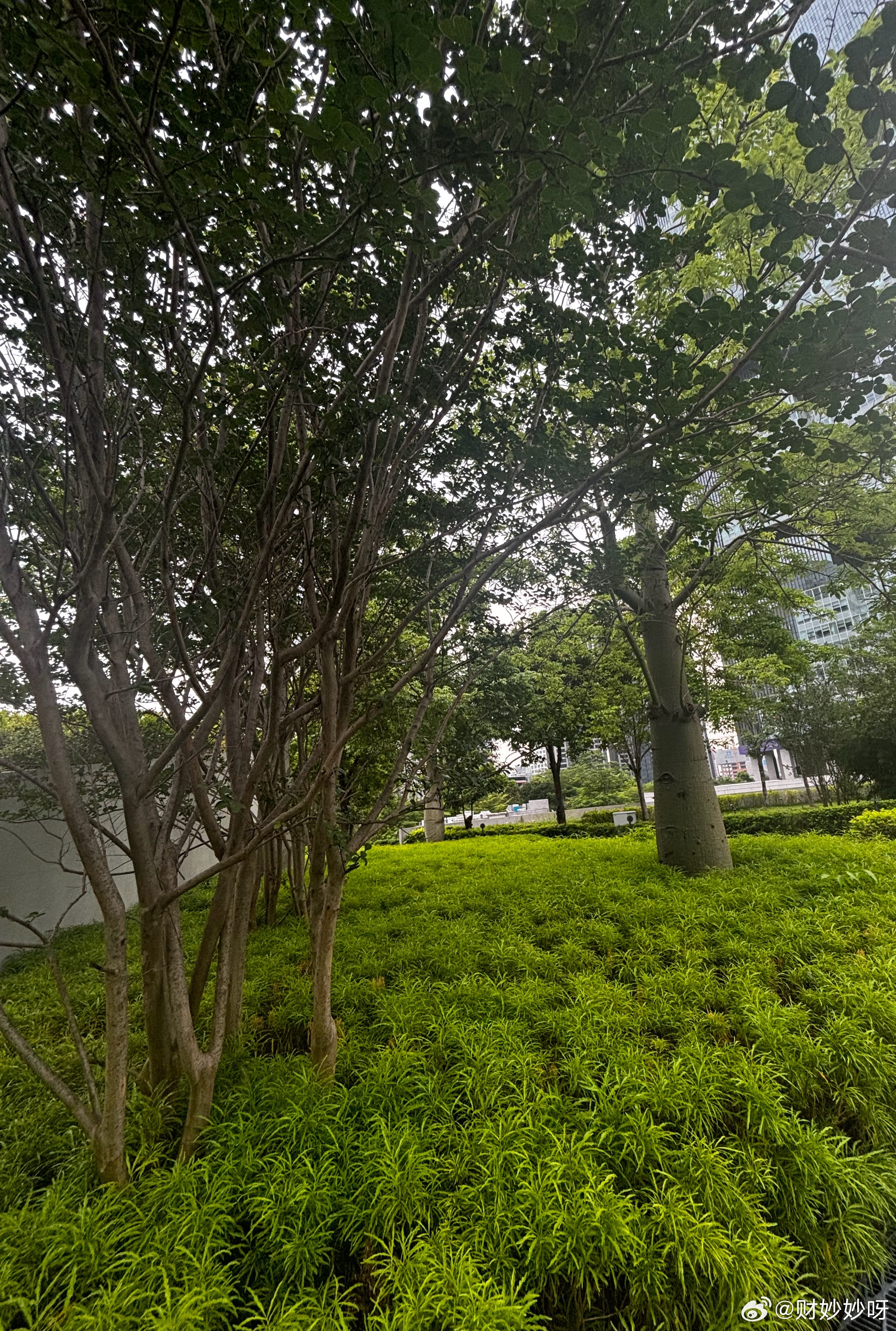 早上出门走了走，天气异常的闷热。没有一点风，走完一圈回来已经大汗淋漓。周末的早晨