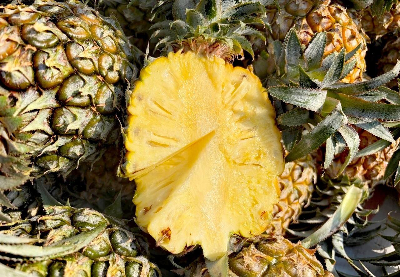 云南香水小菠萝香到闻不够，甜到停不下