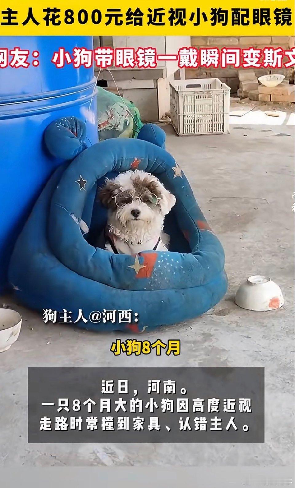 小狗近视看不清，主人花800元定制专属眼镜，画面又萌又暖心
 
谁能想到，小狗也