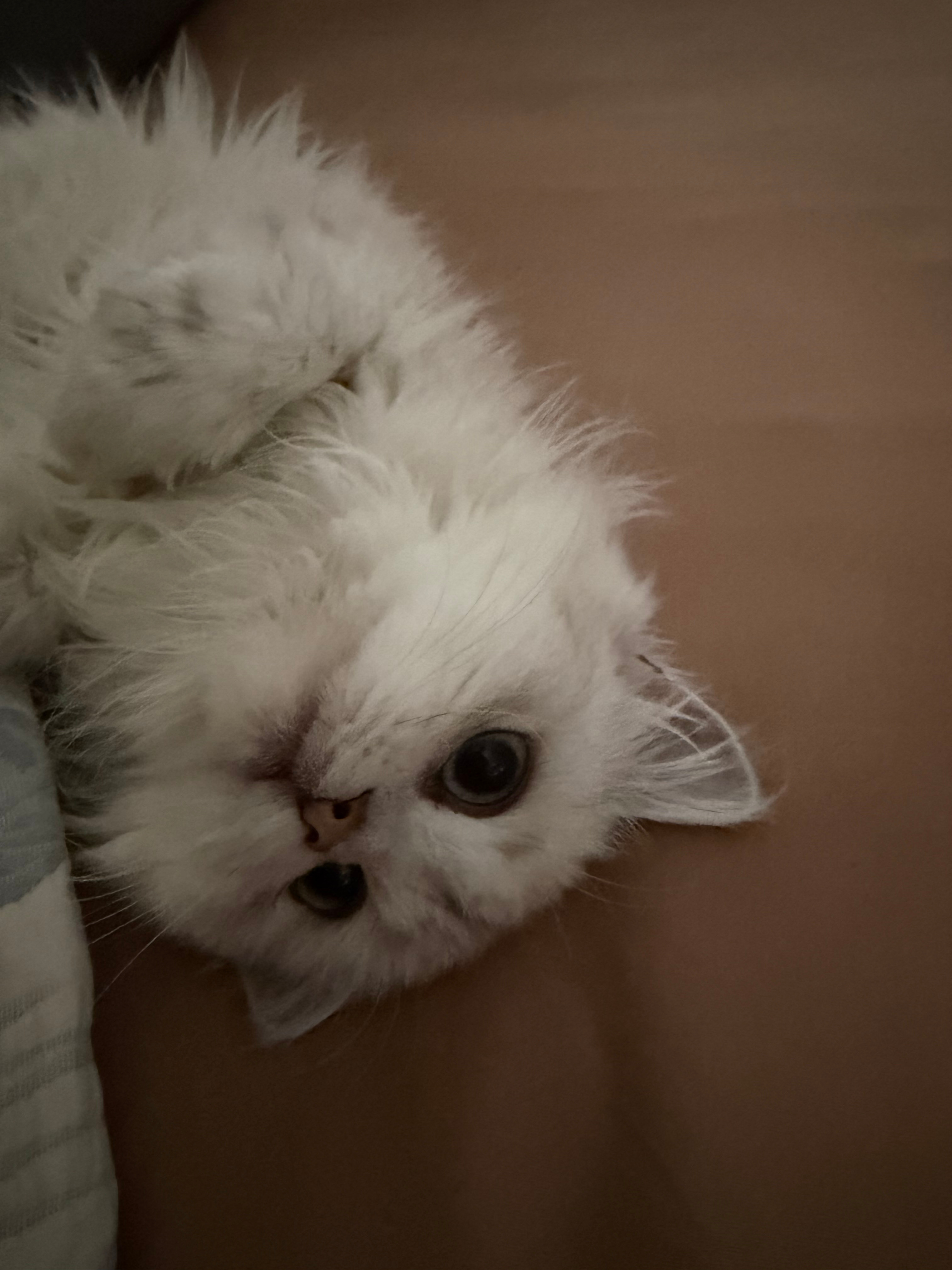 这边就一张猫猫 