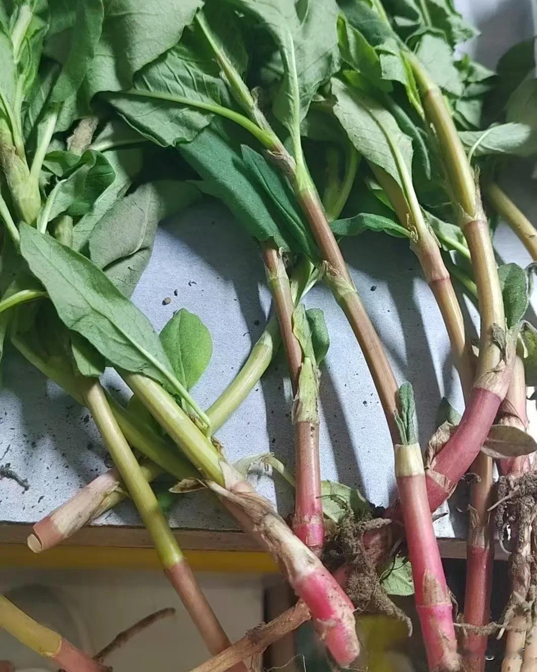 这可是我儿时的零食啊！为了重温一下我那美好的童年，今天下午转了好远的山路才挖了几