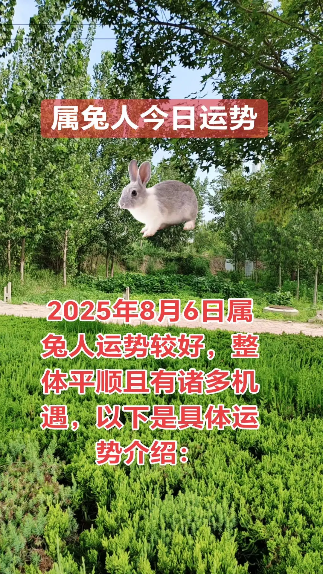 2025年8月6日属兔人运势较好，整体平顺且有诸多机遇，以下是具体运势...