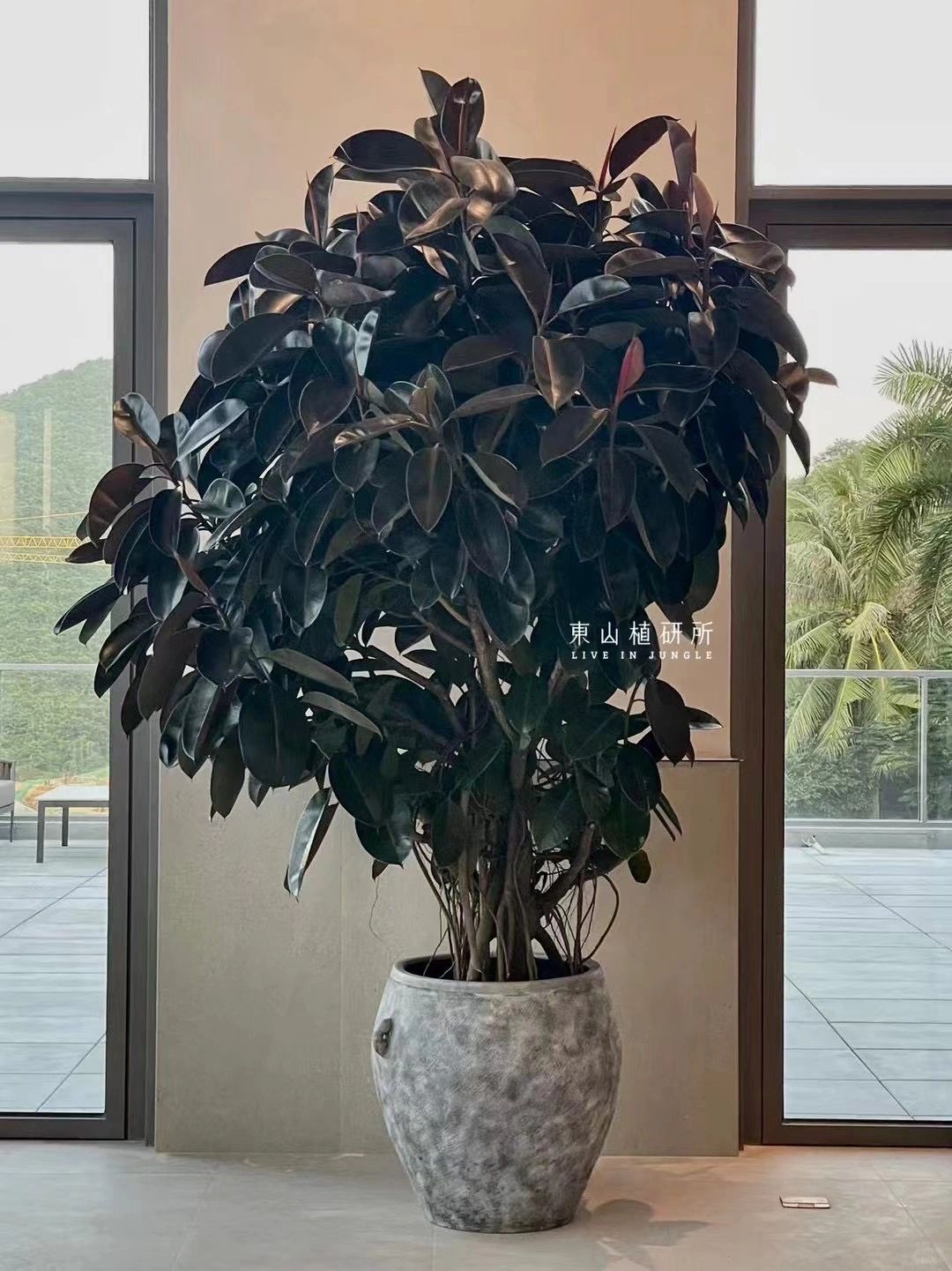 家居植物分享|黑金刚橡皮树🌳