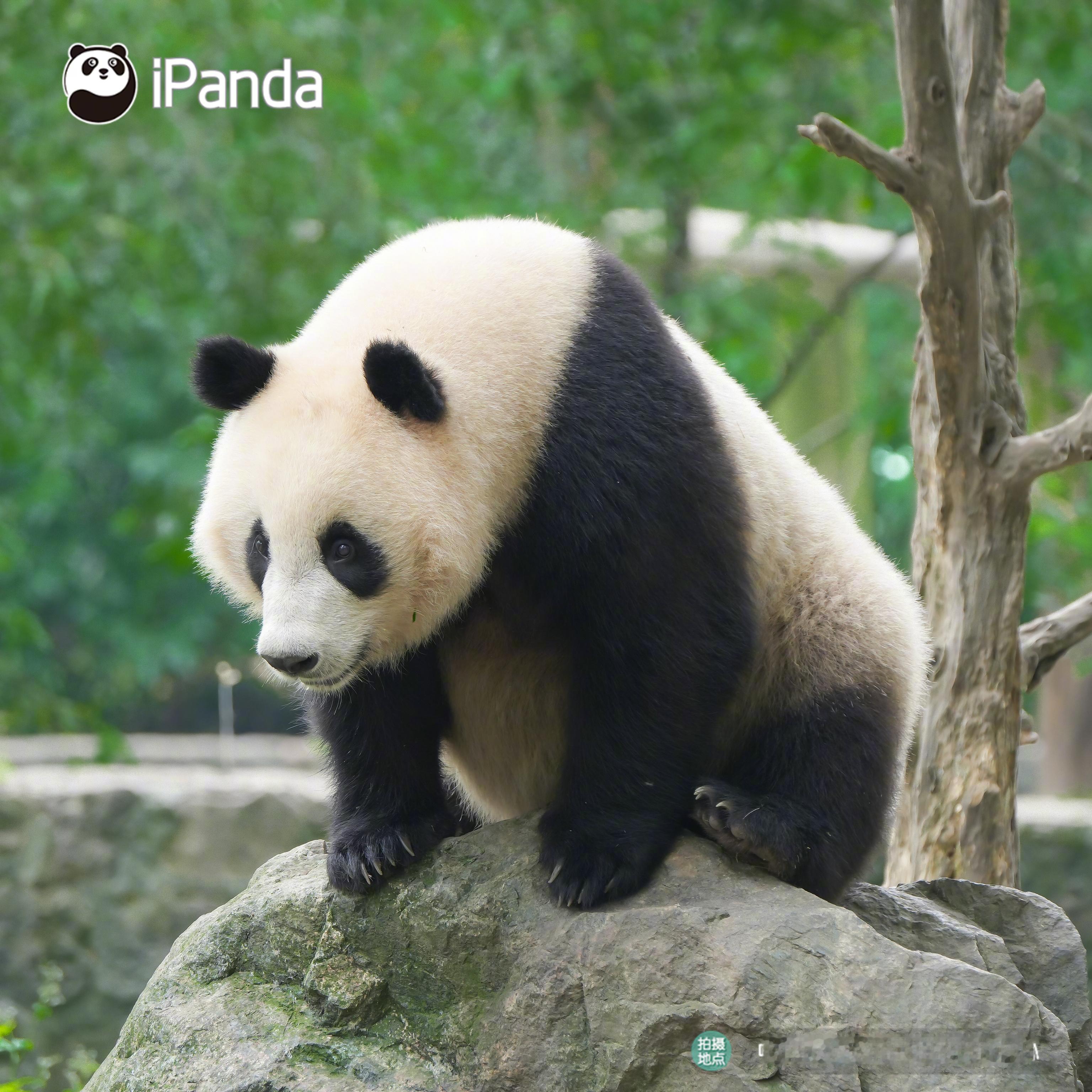 ٩(๑´0`๑)۶ 醒了，但没完全醒……[哈欠] 熊猫趣图 大熊猫吉福[超话] 