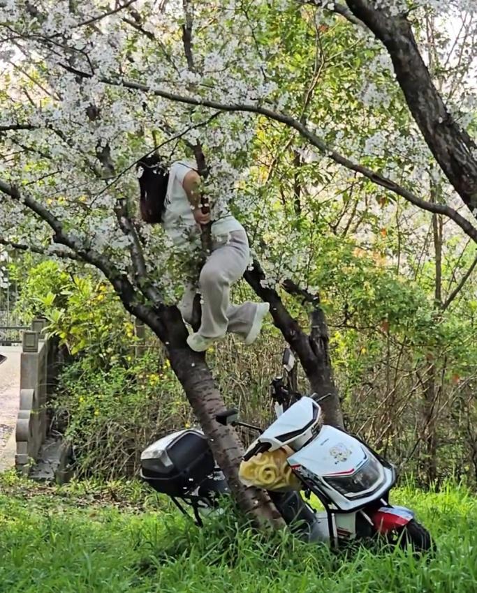 【压倒樱花树女子被约谈压倒樱花树女子认错愿赔偿 园区尽最大努力保障树木存活】4月