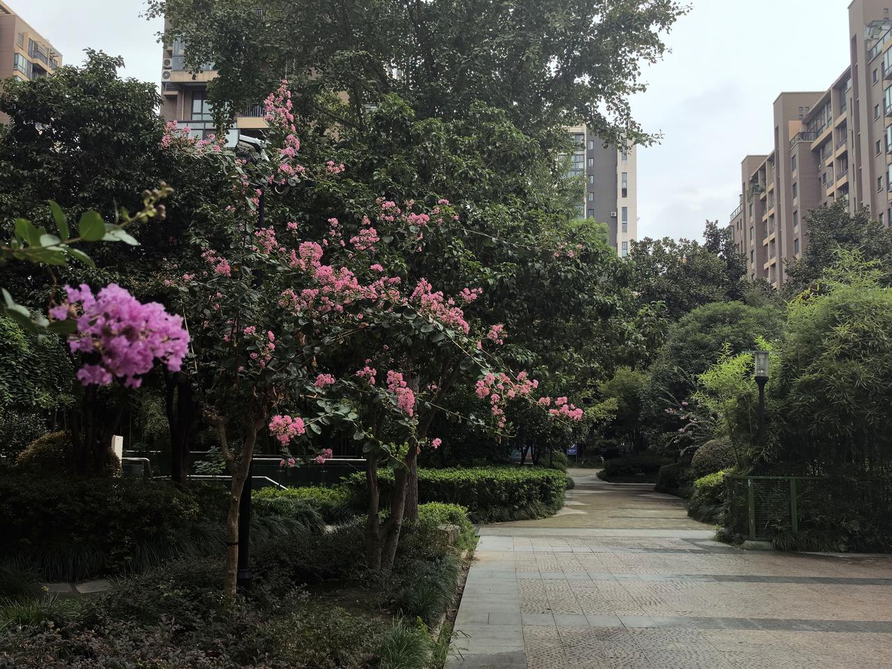 五律·秋雨
秋雨笼窗前，
人间别暑天。
池花浮水雾，
树叶落凉烟。
散学童欢逐，