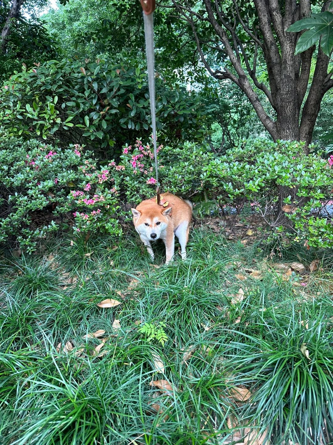 请问所有柴犬拉屎都这么具有偷感吗
