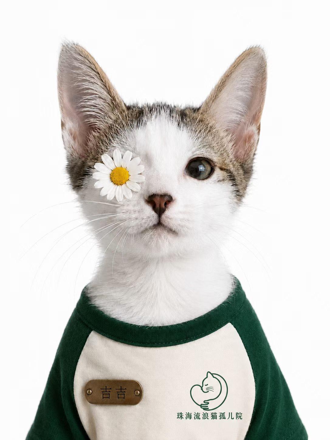 【流浪猫孤儿院】的小毛孩怎么可以没有毕业季！

谢谢每一位选择领养的家庭，是你们