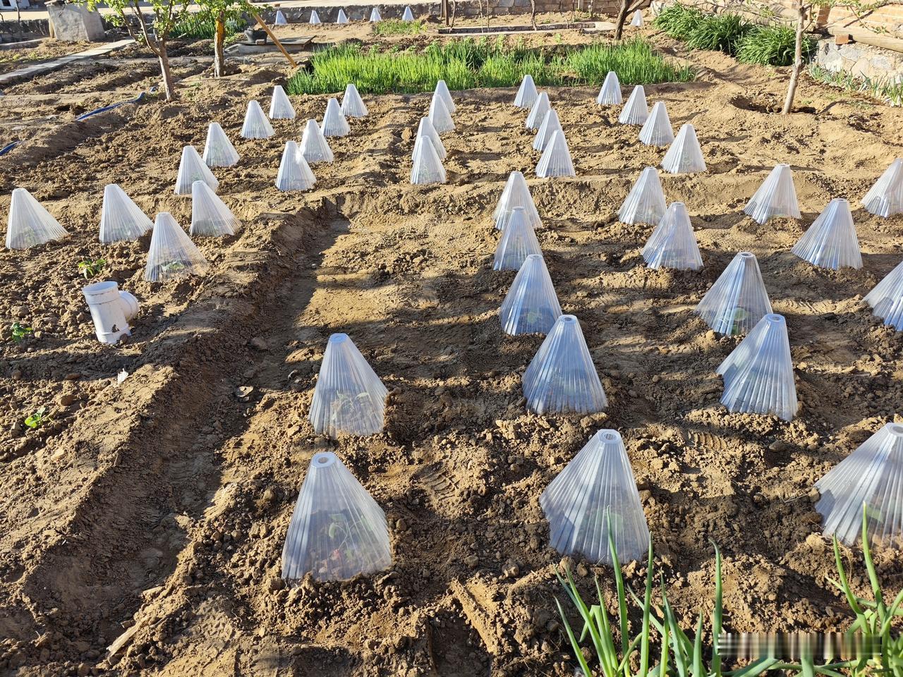 “反坦克锥”已就位，尔等来吧！
为了种好菜，为了做好缓苗工作，前两天这天气把老贺