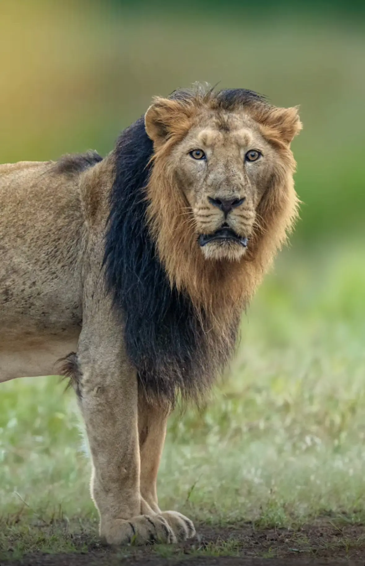 趁下雨给自己梳了个偏分的德夫拉杰。不知道又要迷倒多少狮美丽