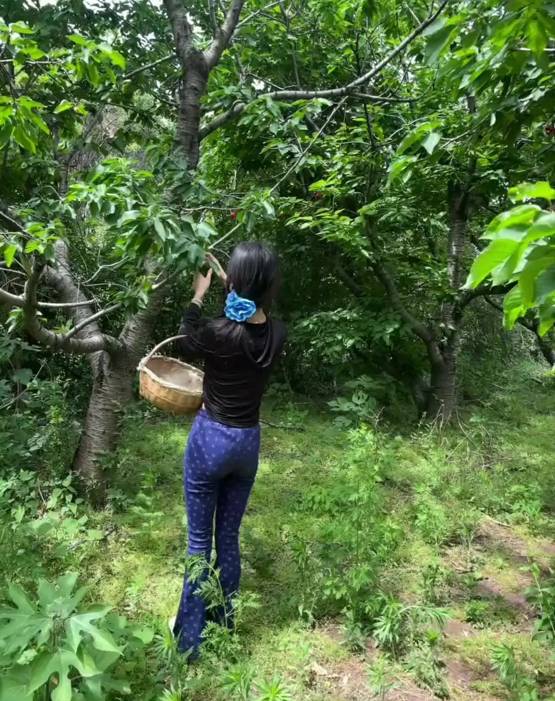 最近日常 摘樱桃🍒