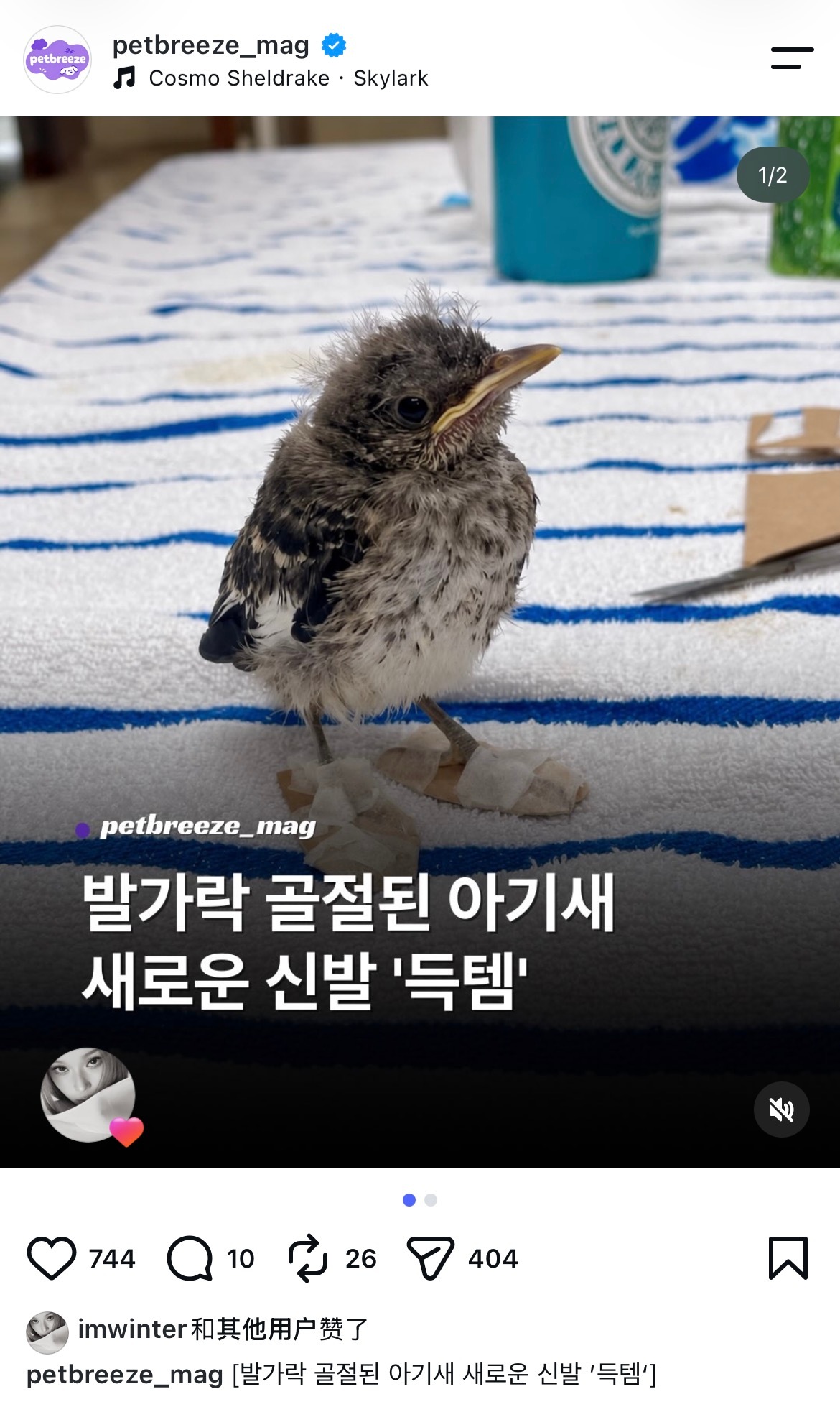 「脚趾骨折的小鸟宝宝新鞋‘入手成功’」imwinter like❤️ ​​​