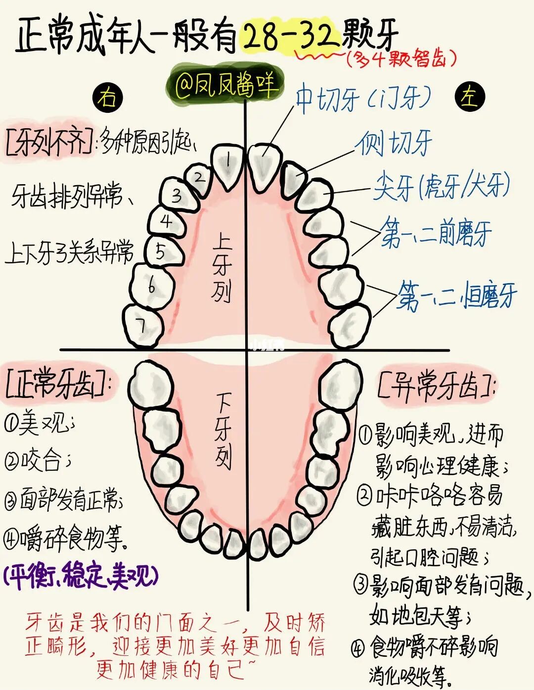 🔔  手绘笔记 | 牙列不齐 建议点赞收藏