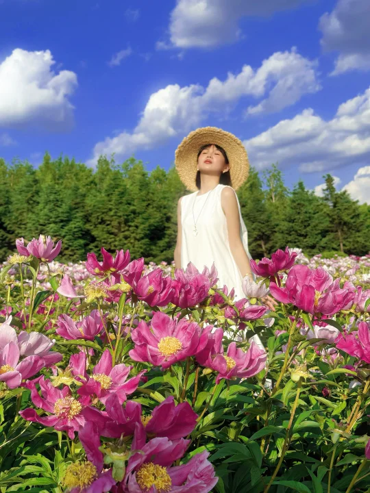 雕塑公园芍药花海📍🔎定位攻略