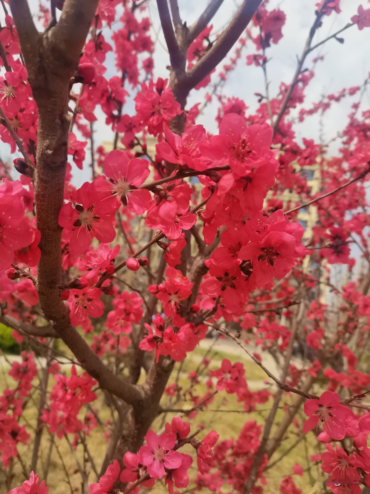 林花谢了春红，太匆匆。
无奈朝来寒雨，晚来风。
胭脂泪，相留醉，几时重。
自是人