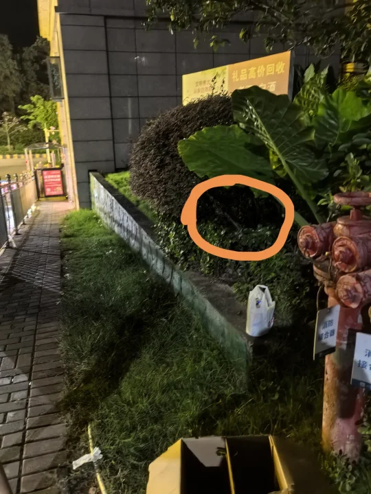 又又又又又又又捡猫了