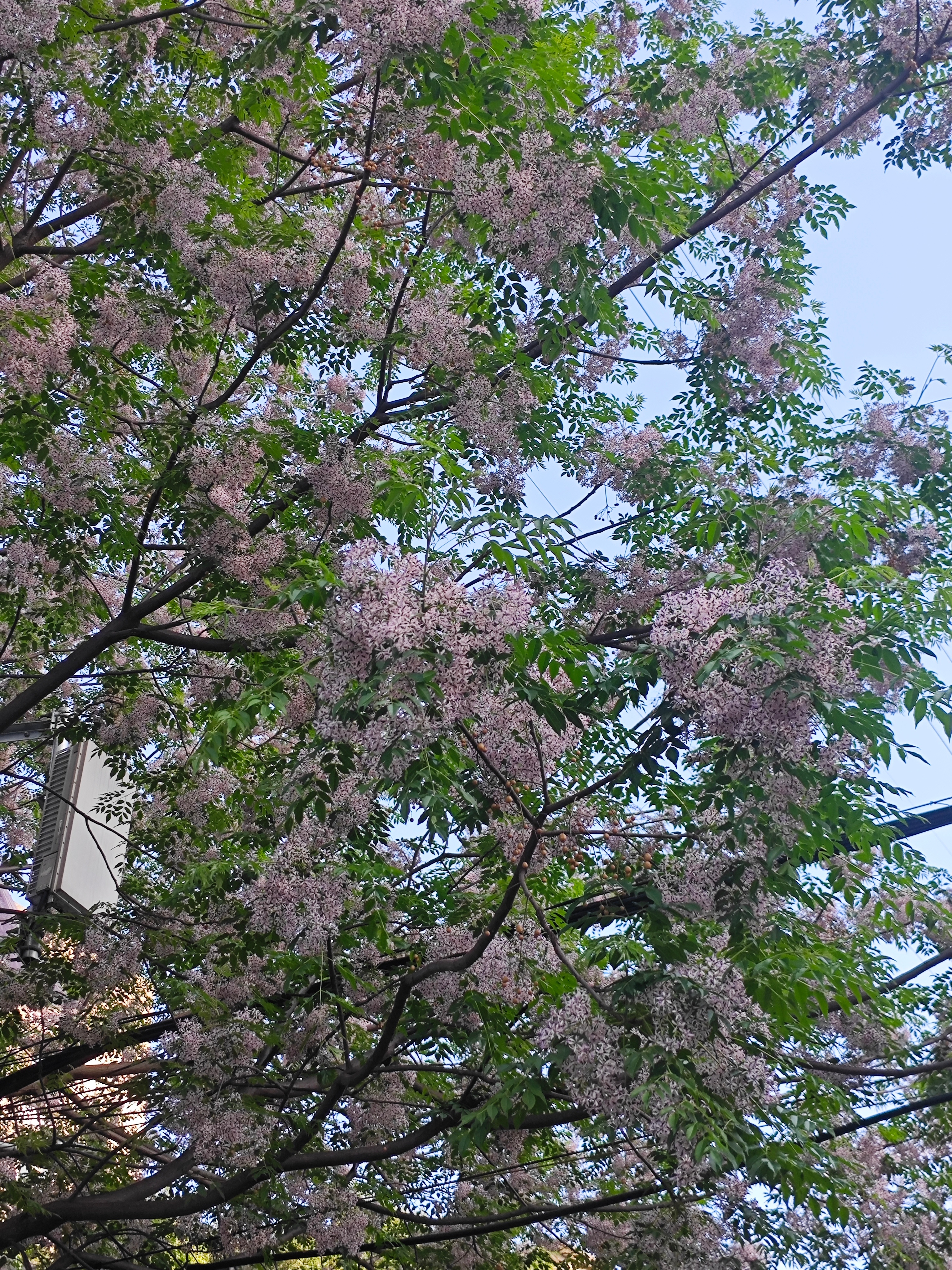 周末运动，小跑一下，小区里绕圈圈大家周末愉快呀跑步开春健康跑打卡挑战即刻开跑 D