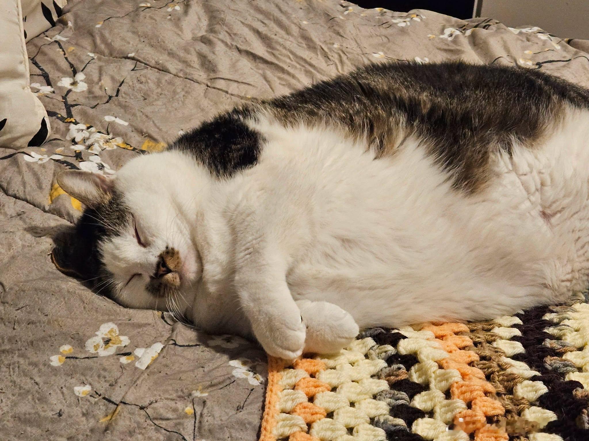 午休时间🐱 