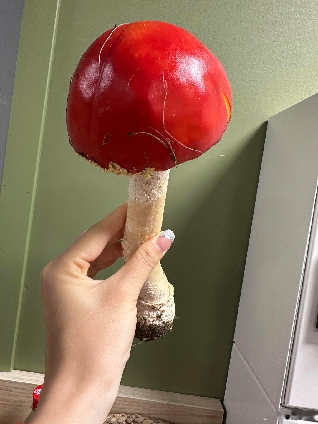 真的长得和动画片里一样啊，北欧的毒蘑菇都长得这么有童趣，这是迄今为止见过的最标准