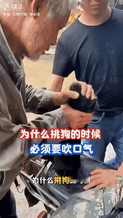 老一辈留下来的挑狗秘诀！[赞]