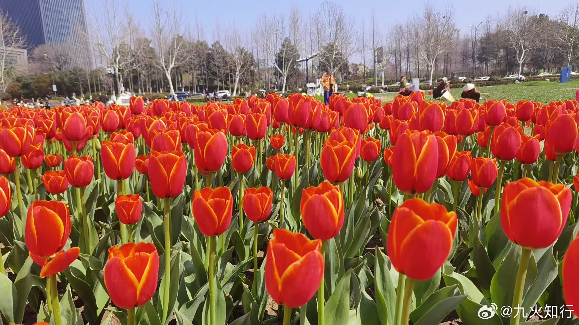 大家早！春天的烂漫从鲜花开始！秋天的收获从现在播种！