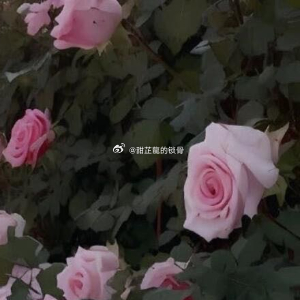 水青猛地睁开眼，外头天刚麻麻亮。她发现躺在那张硬邦邦的木板床上，没有现代的床垫，