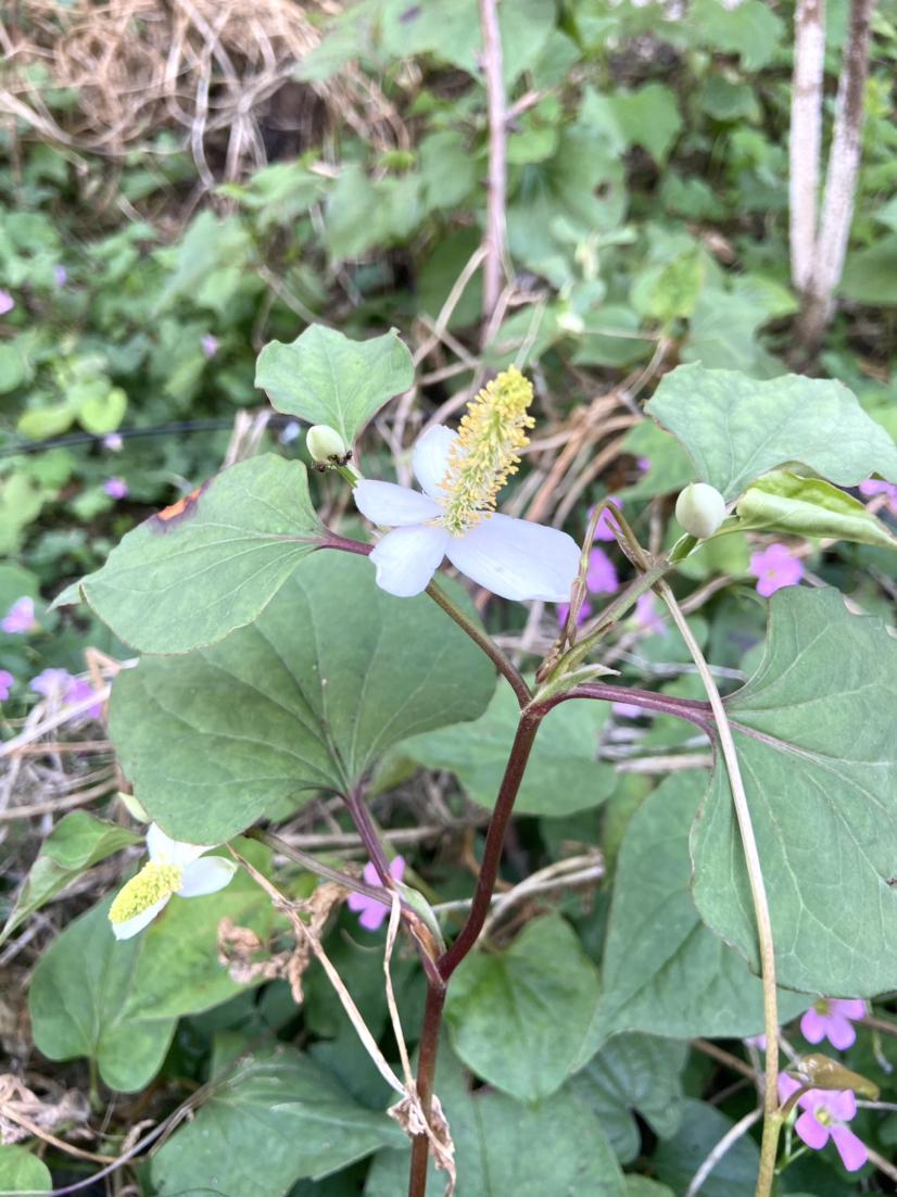 猜猜这是什么花🌸🌸🌸

你可能吃过它的根，也吃过它的叶，云贵川人们爱吃得不