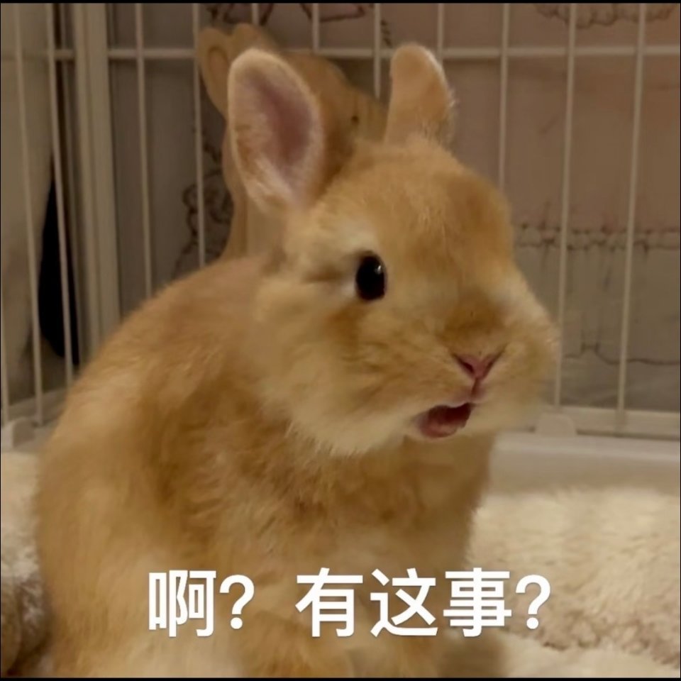 震惊兔兔 