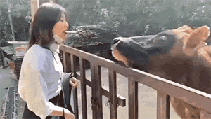 都说牛老实，事实真的这样吗？！