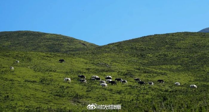 秋至土城沟，牧场换新颜天祝藏乡秋日牧场褪去初夏浅嫩，高山草场晕染醇厚青绿晴空万里