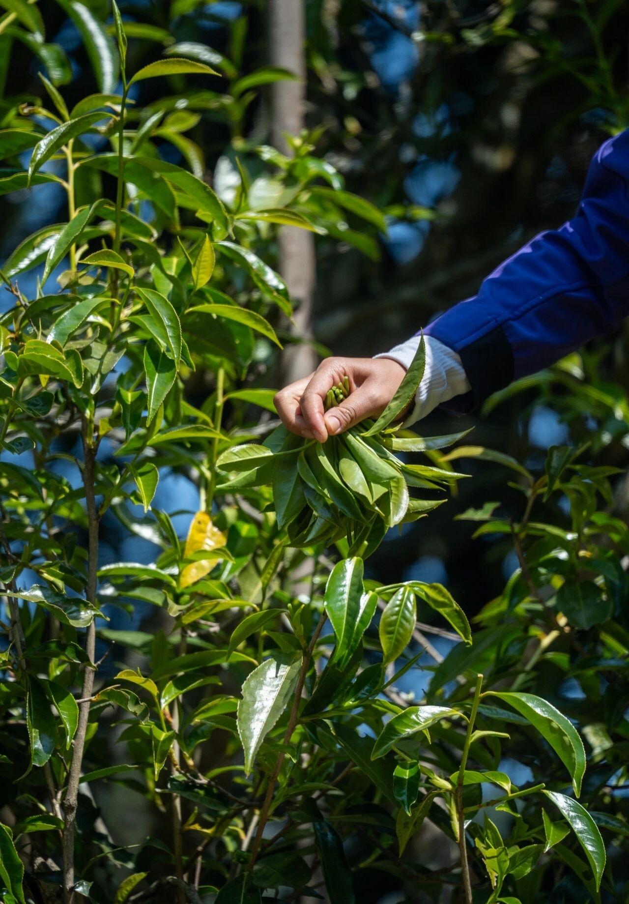 昌宁红茶2026年春
昌宁种茶🍃历史可追溯至秦汉时期⏰明清时期为茶马古道滇西段
