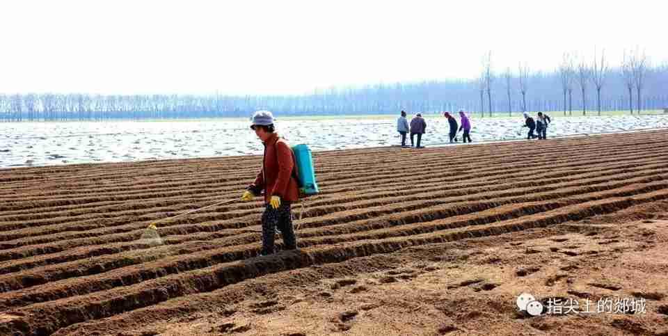 我的今日状态：😁轻松愉快
我这里的天气：🍂微风，农民在抢种地膜覆盖土豆。