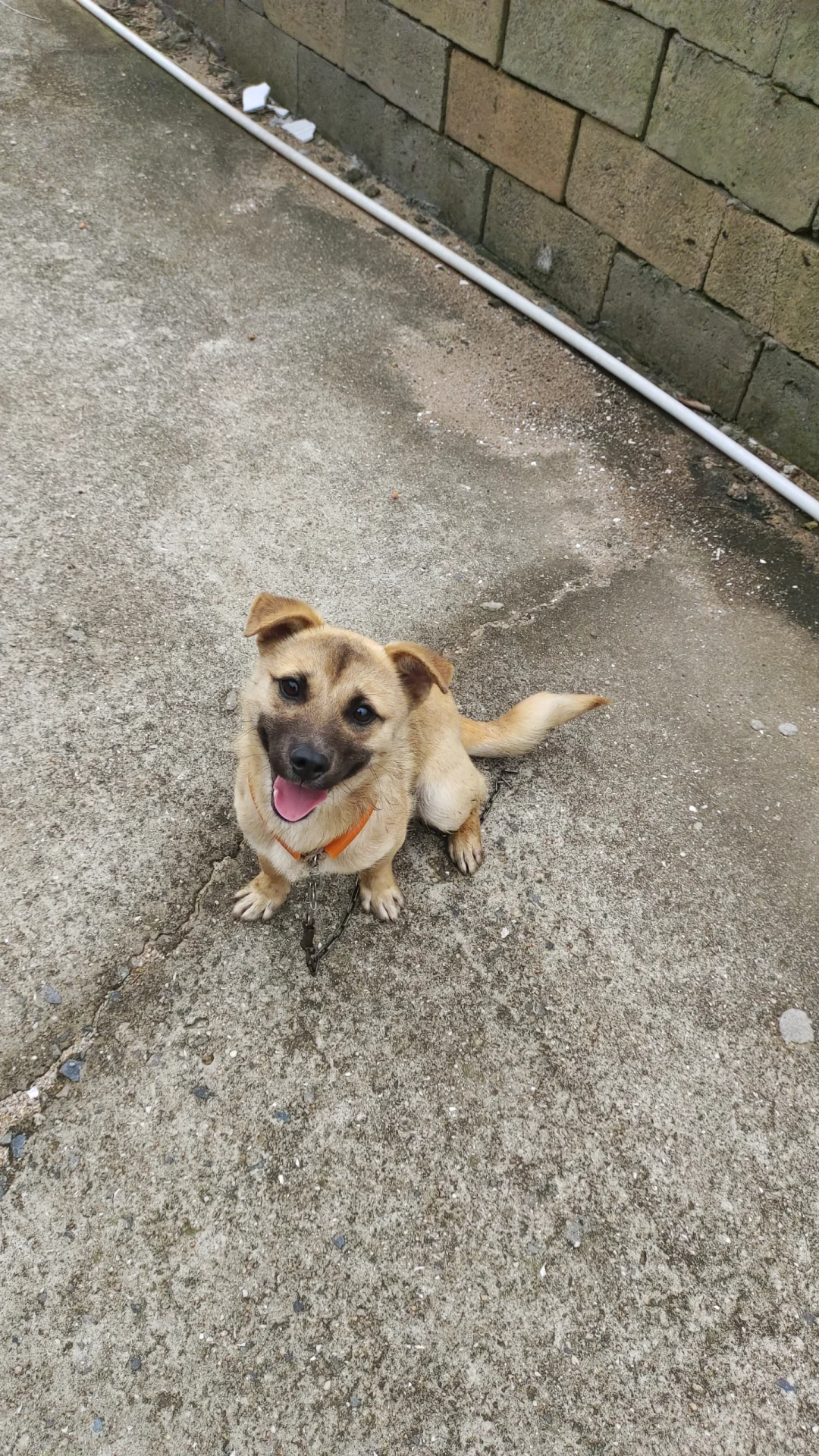待领养根正苗红的中华田园犬寻找海外领养