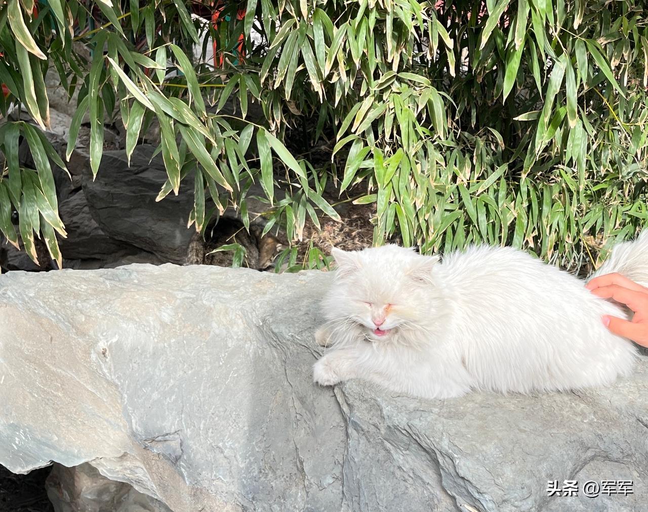 有个八字先生说过：

如果你的孩子是棵树，不管他，哪怕长歪了，还是一棵树！

要