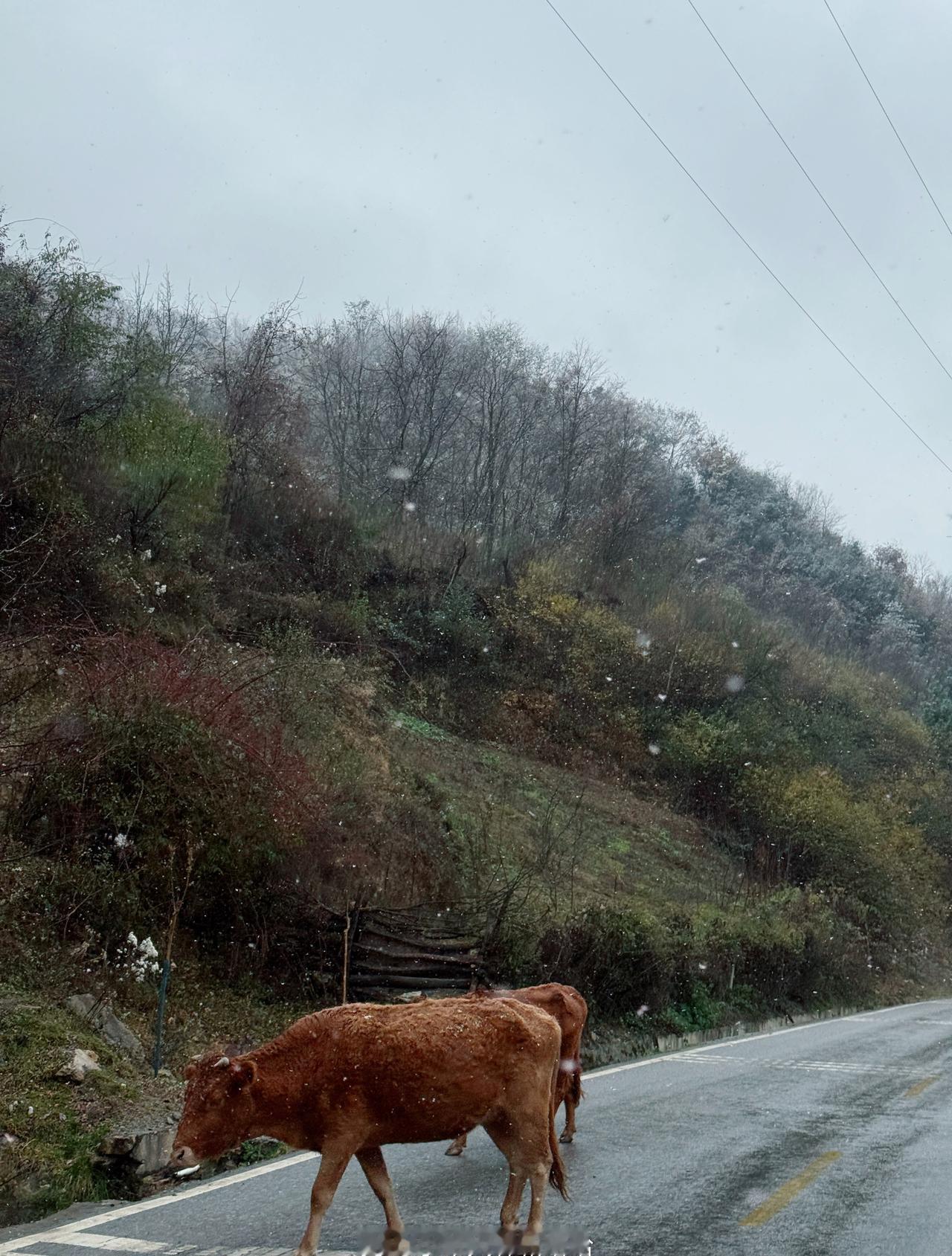 2025.11.22
九寨沟➡️宜宾
赴700公里之约
带爸爸见他的好兄弟
早上