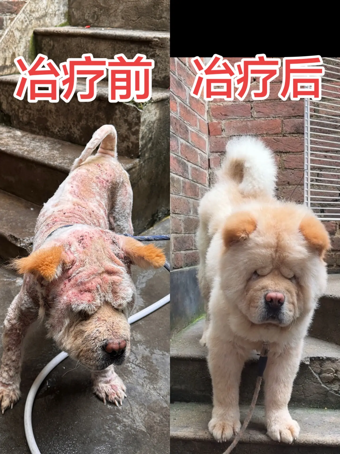 求求各位宠物卖药博主，不要再来盗我的图片去卖狗药了，我们好不容易才把他...