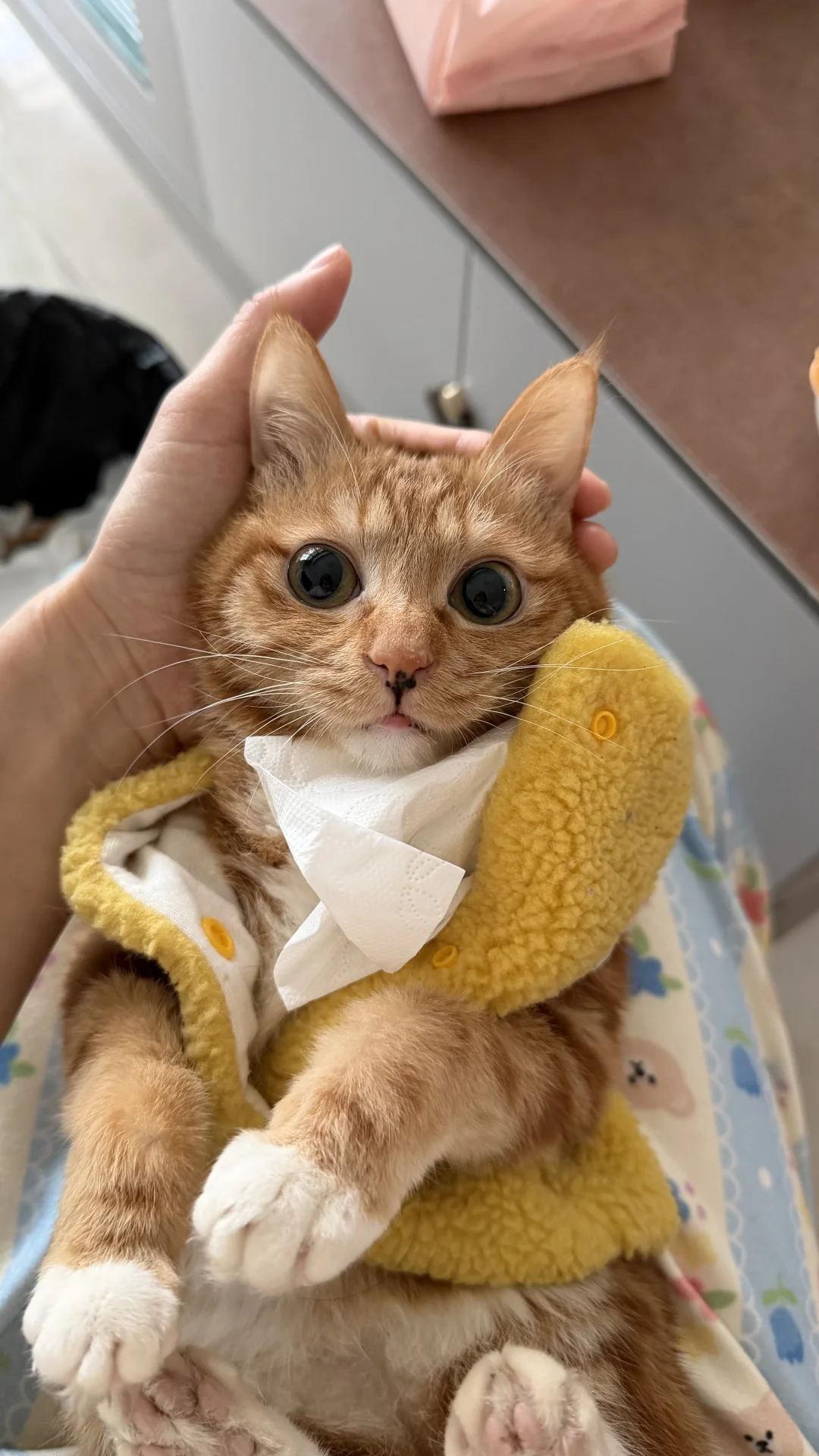 关店四年 拖着几十只猫一起生活