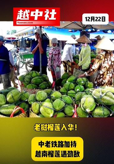 老挝榴莲获准可以入华！

有中老铁路的加持，老挝榴莲顺利进入国内！老挝新鲜榴莲成
