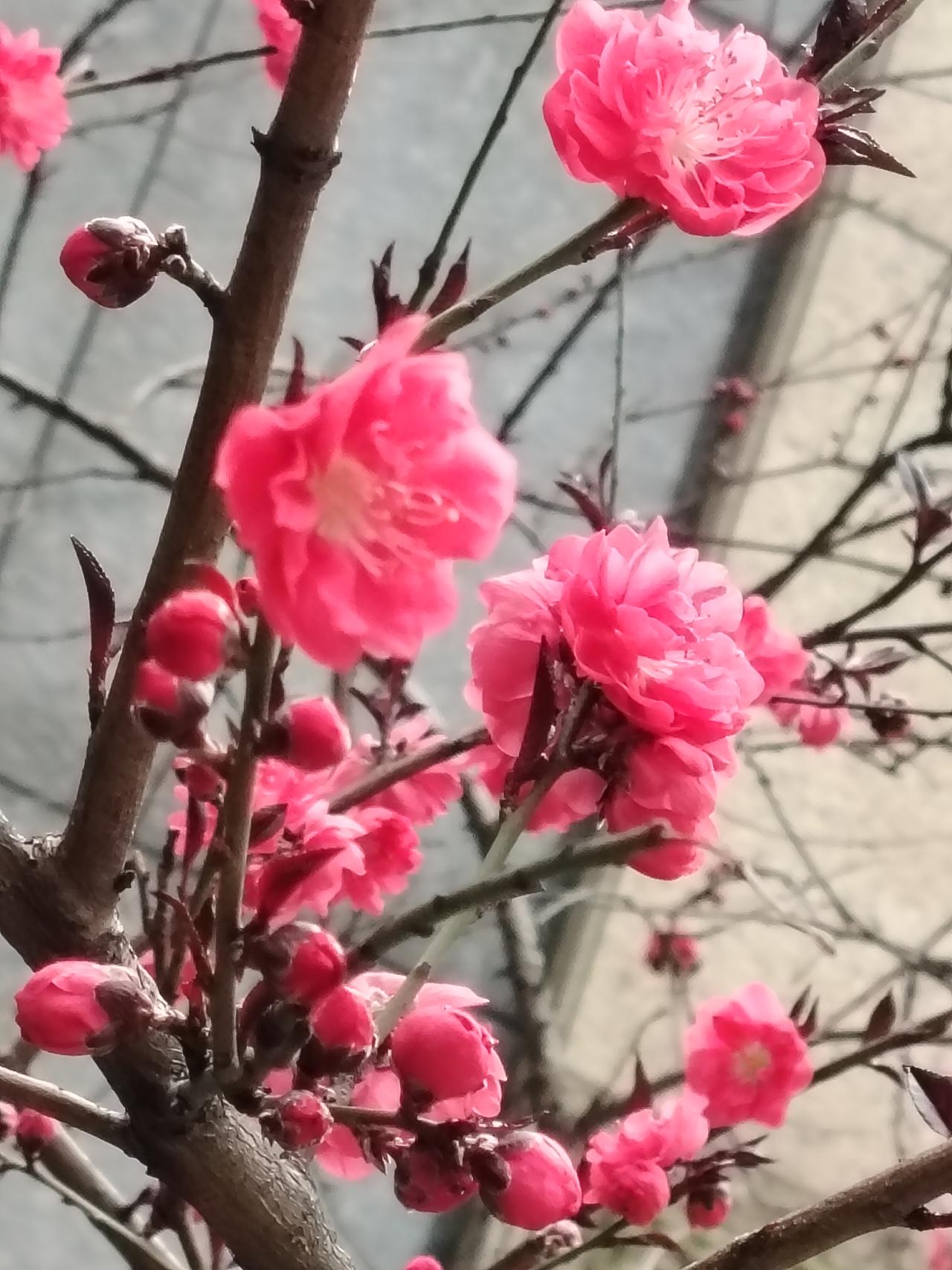 春天盛开的花儿就是美