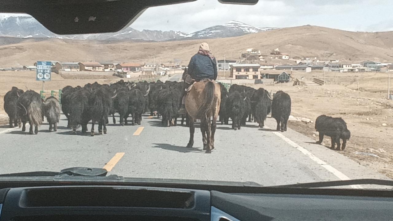 牧民骑马赶着牦牛群，穿越高原小镇，那画面想想就超美。以前，高原生活可不容易，驮队