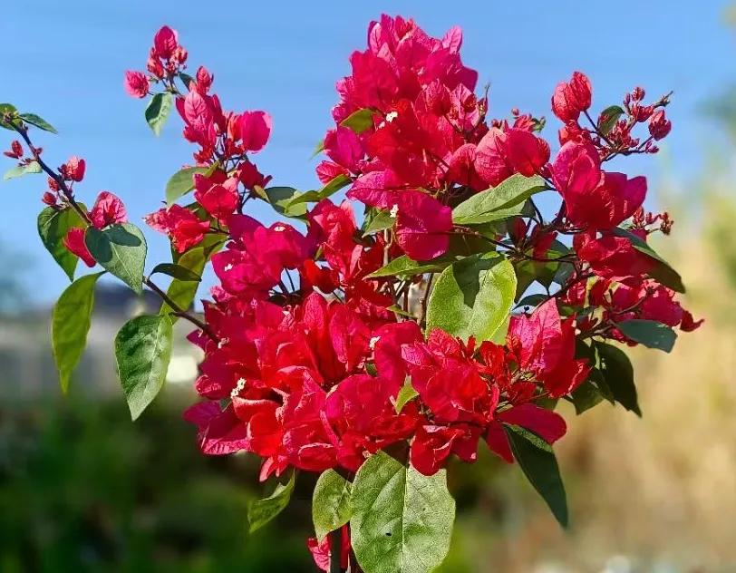 喜欢女人如花，美丽的鲜花，光彩照人，香飘四季[玫瑰]
不管是含苞待放，还是迎风招