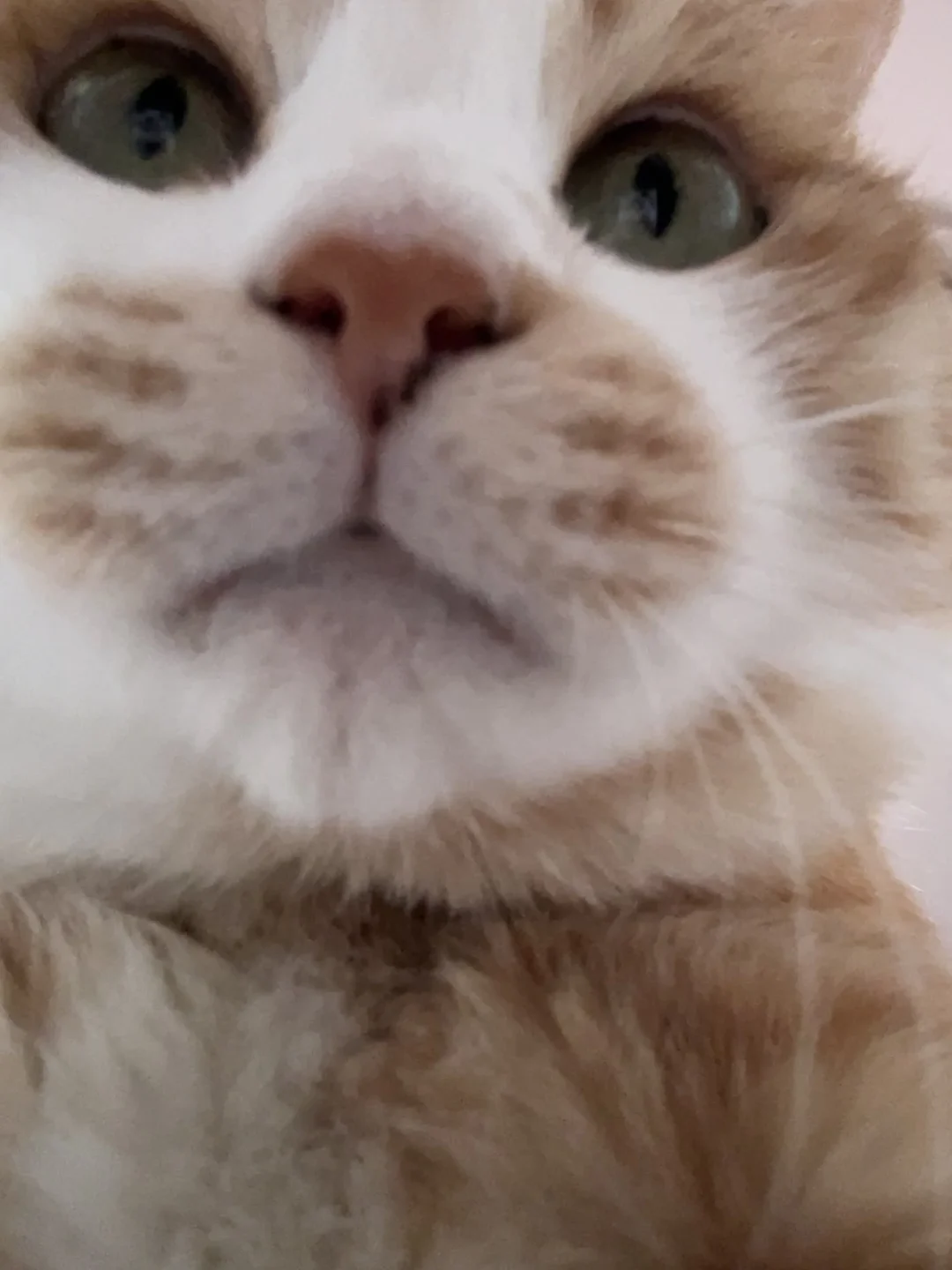 这种黄嘴套小猫最善良了