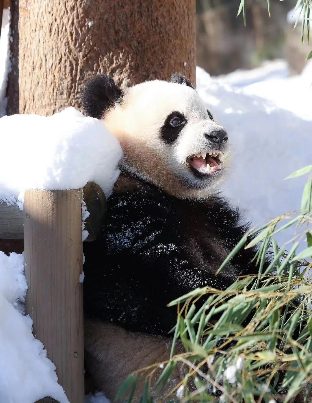 不看腿你都不知道这是同一只大熊猫🐼
可爱的光军大王[火炬][火炬][火炬]