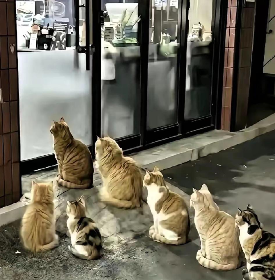 🔥老板没成网红，猫倒先火出圈！这杭州烤肉店的暖心操作，真的比任何营销都戳人！