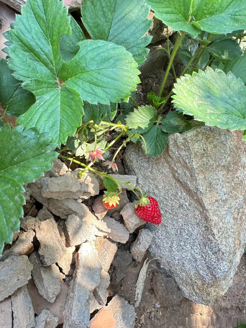顽强的小草莓🍓 