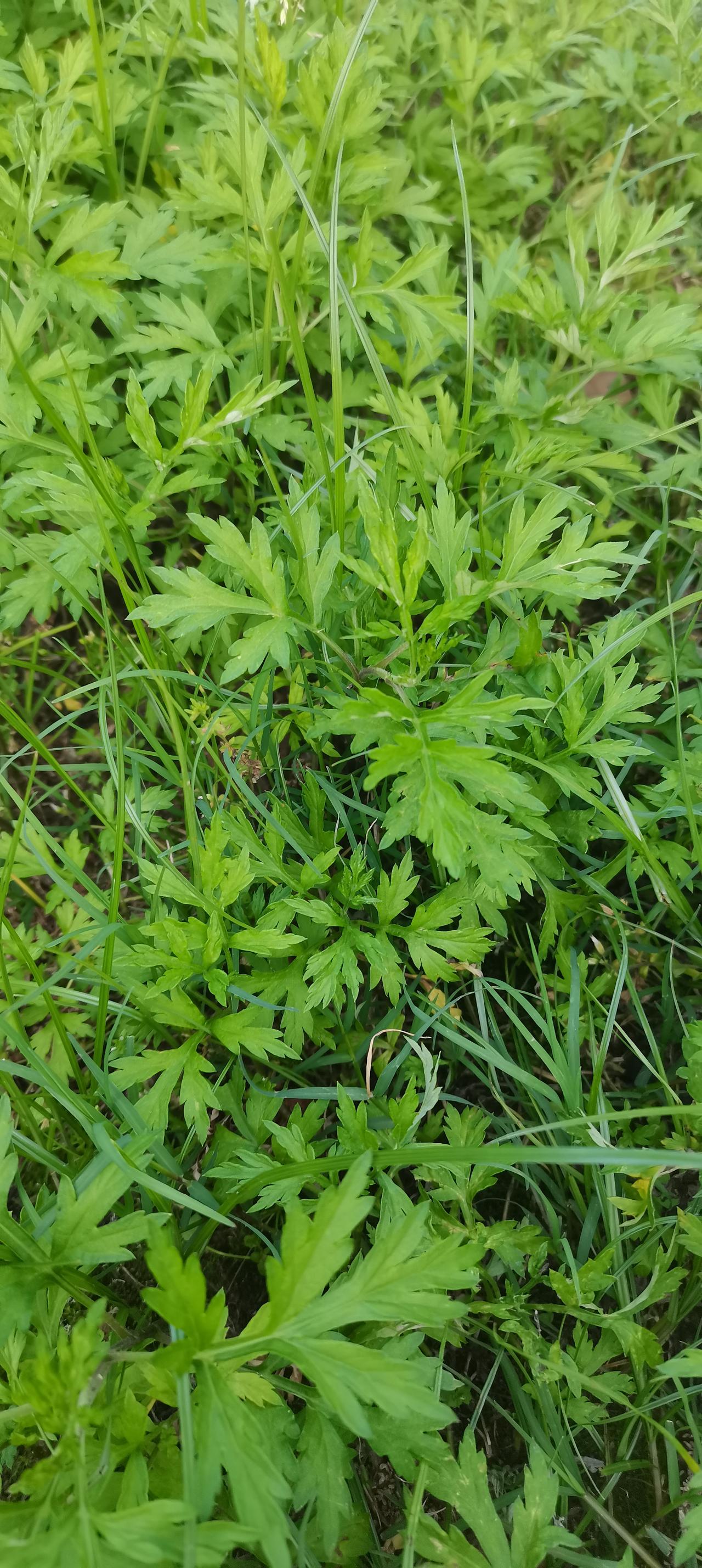 我们当地这种草很多，空地里，田埂上到处都有，当地的农民扯回来用来喂猪，老一辈的农